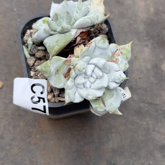 靠***姐谢谢姐姐～一物一拍677