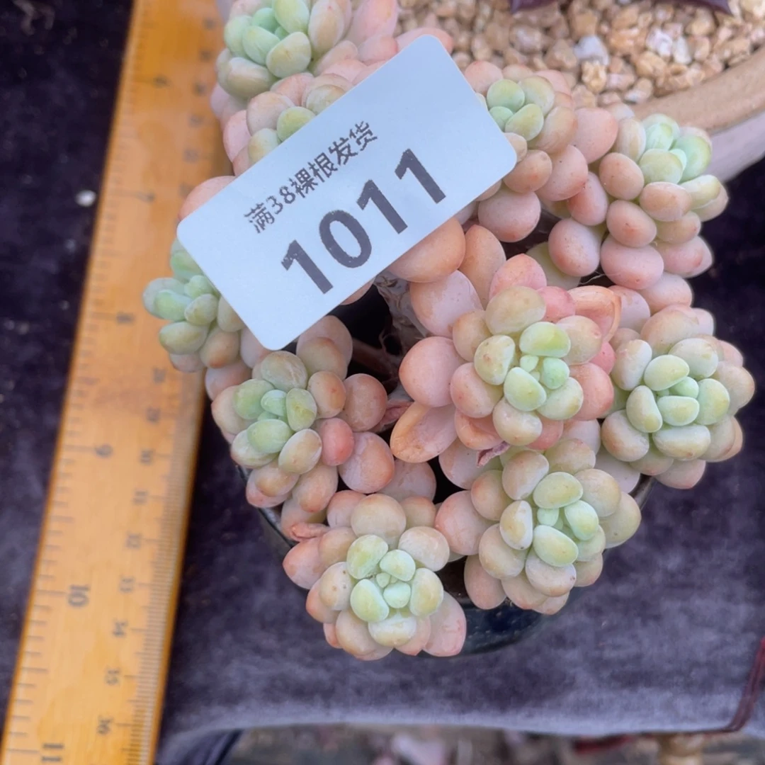 s***k1011洛可可群生多肉植物