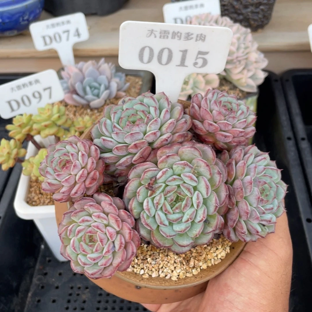 0015白胖子不带盆14厘米