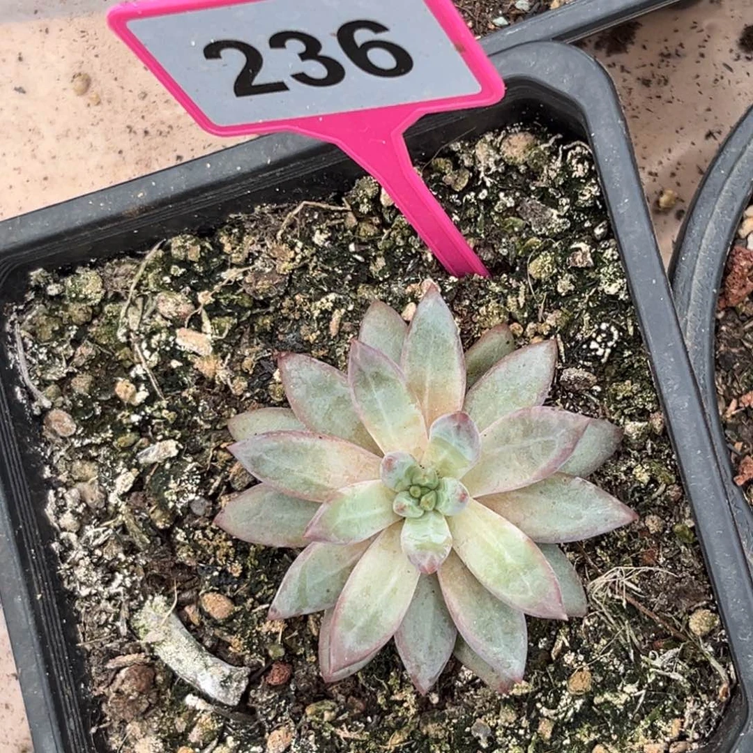 多肉植物彩体虞美人236