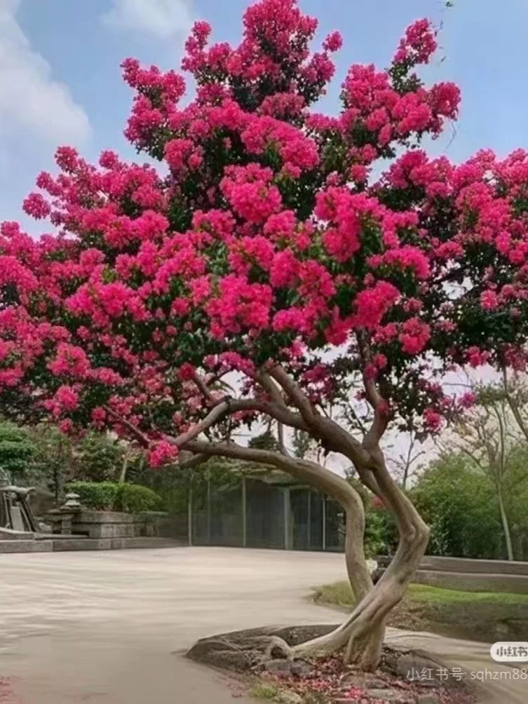 川红老紫薇庭院景观树