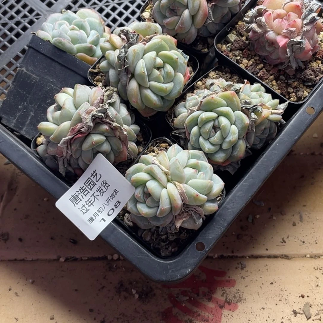 ❤️****糖心混一物一拍108