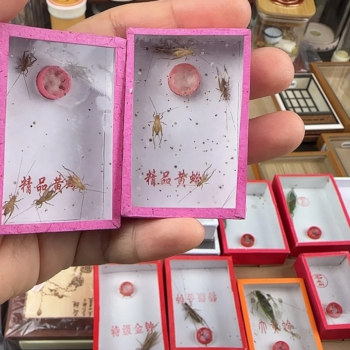 蟋蟀小黄蛉两盒10条