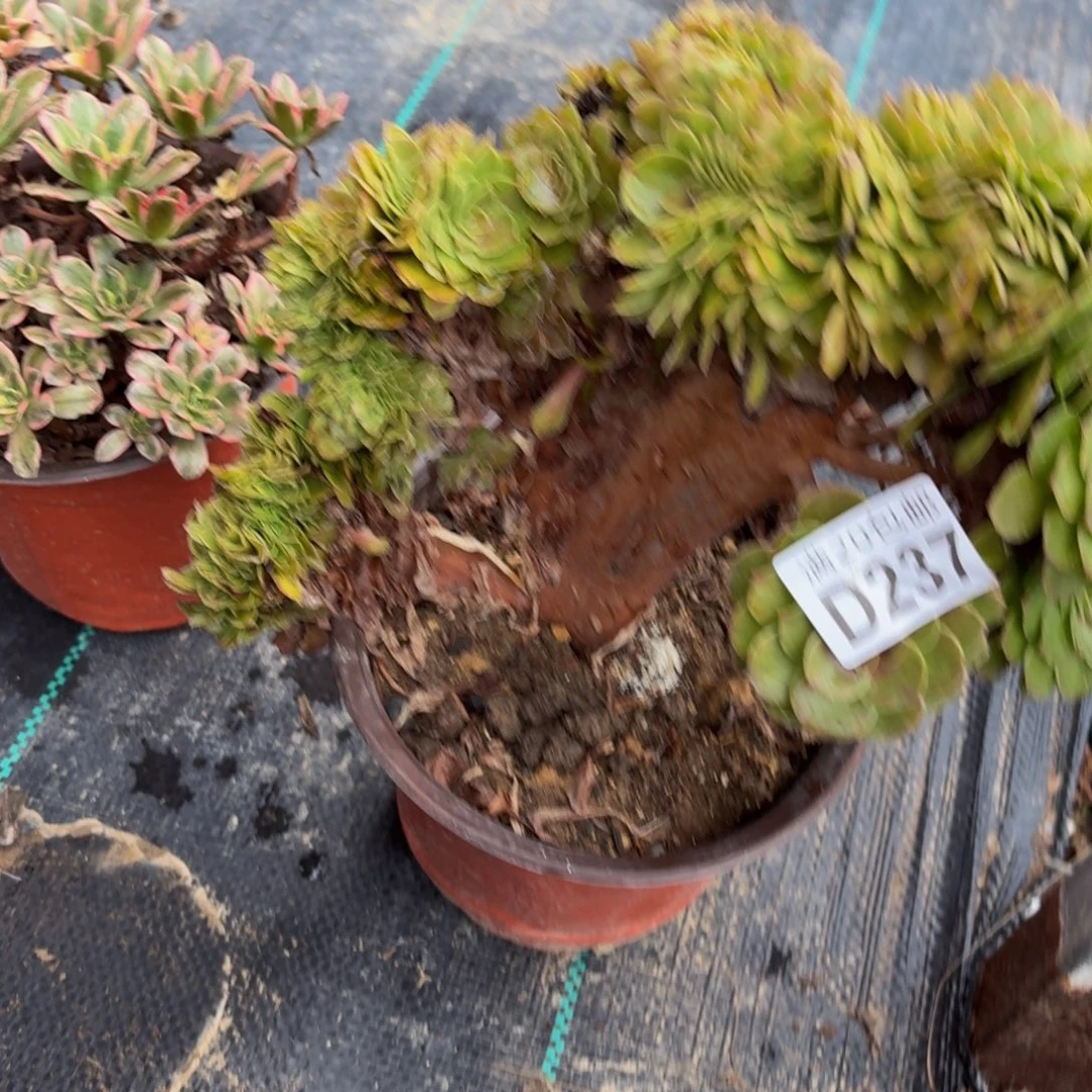 237多肉植物捧花的时候