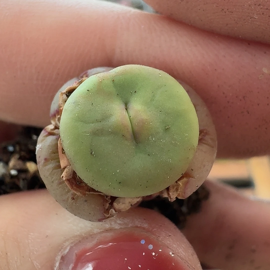 紫*老马生石花红嘴1009