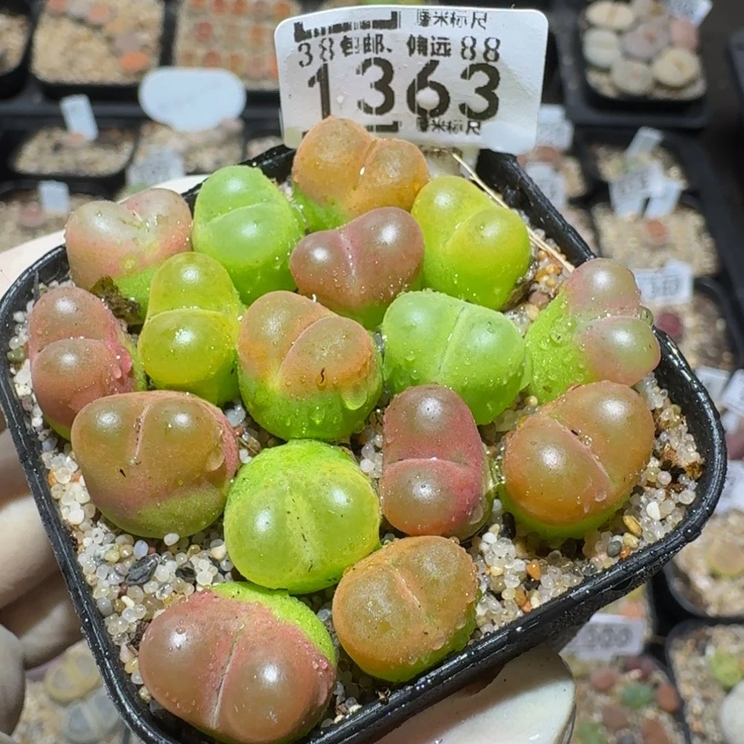 zzzz精品生石花1363