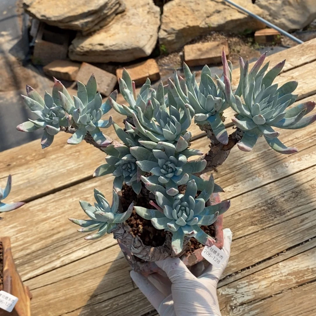 牛*128号雪花大群瑕疵