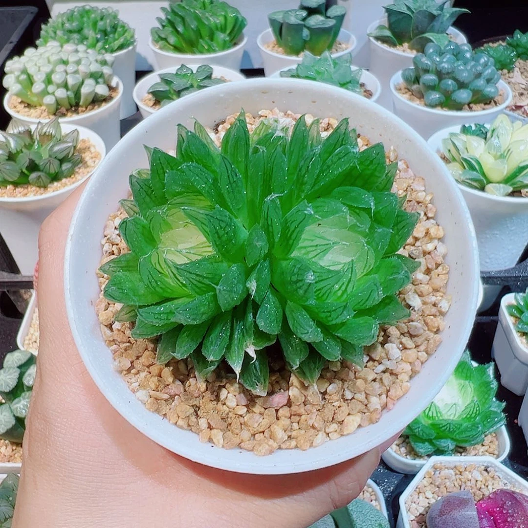 双头白莲花玉露多肉