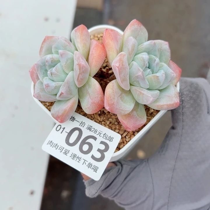 冰玉无盆土发货多肉多