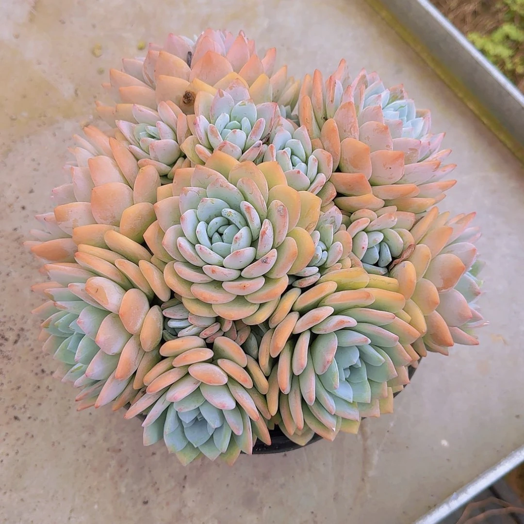 1冷香多肉植物提取精华萃取