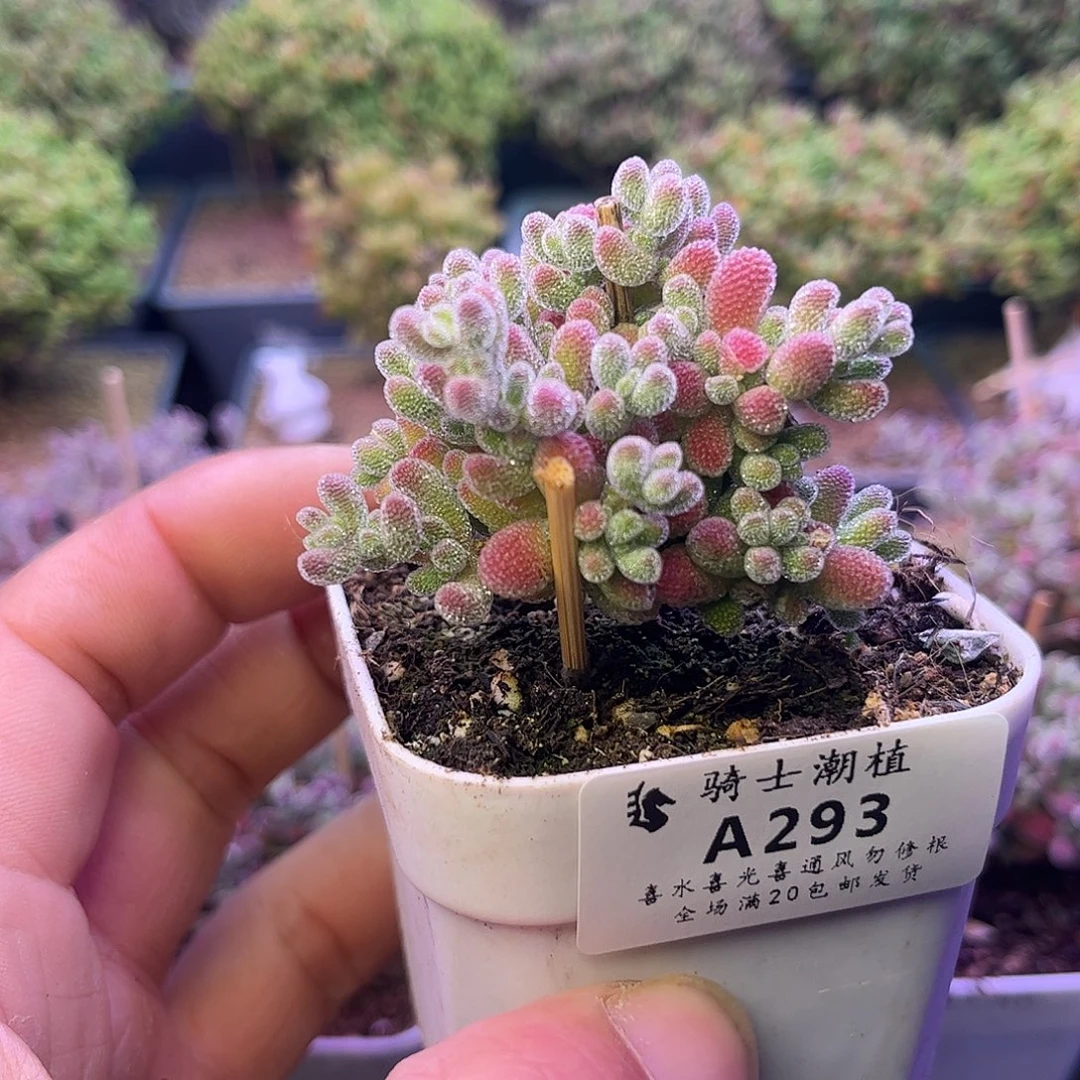 293优选冰晶枝干番杏