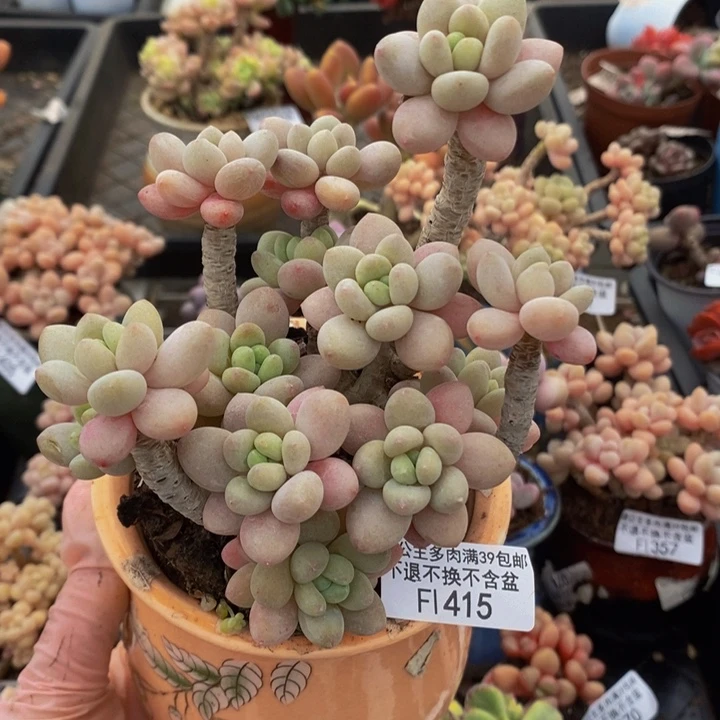 鱼子酱老桩10cm415多肉植物