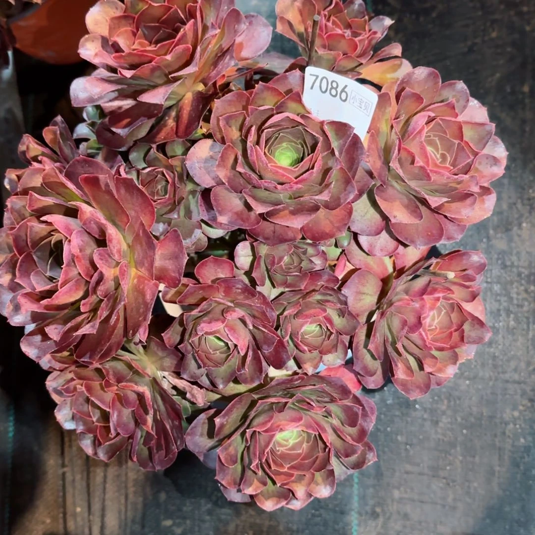 C**猫7086多肉魅金多肉