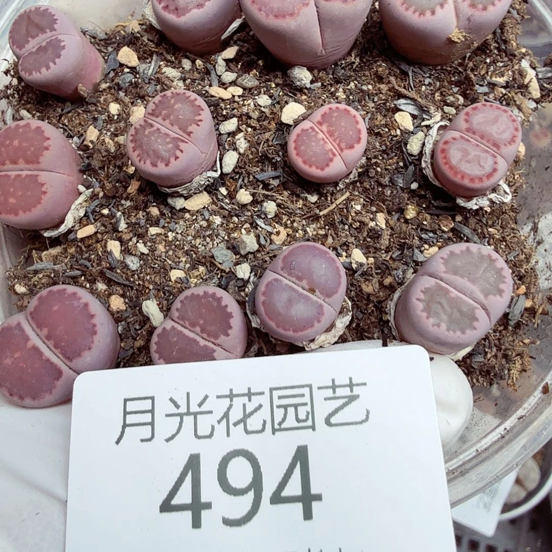 哈哈笑了啊你真的有本494