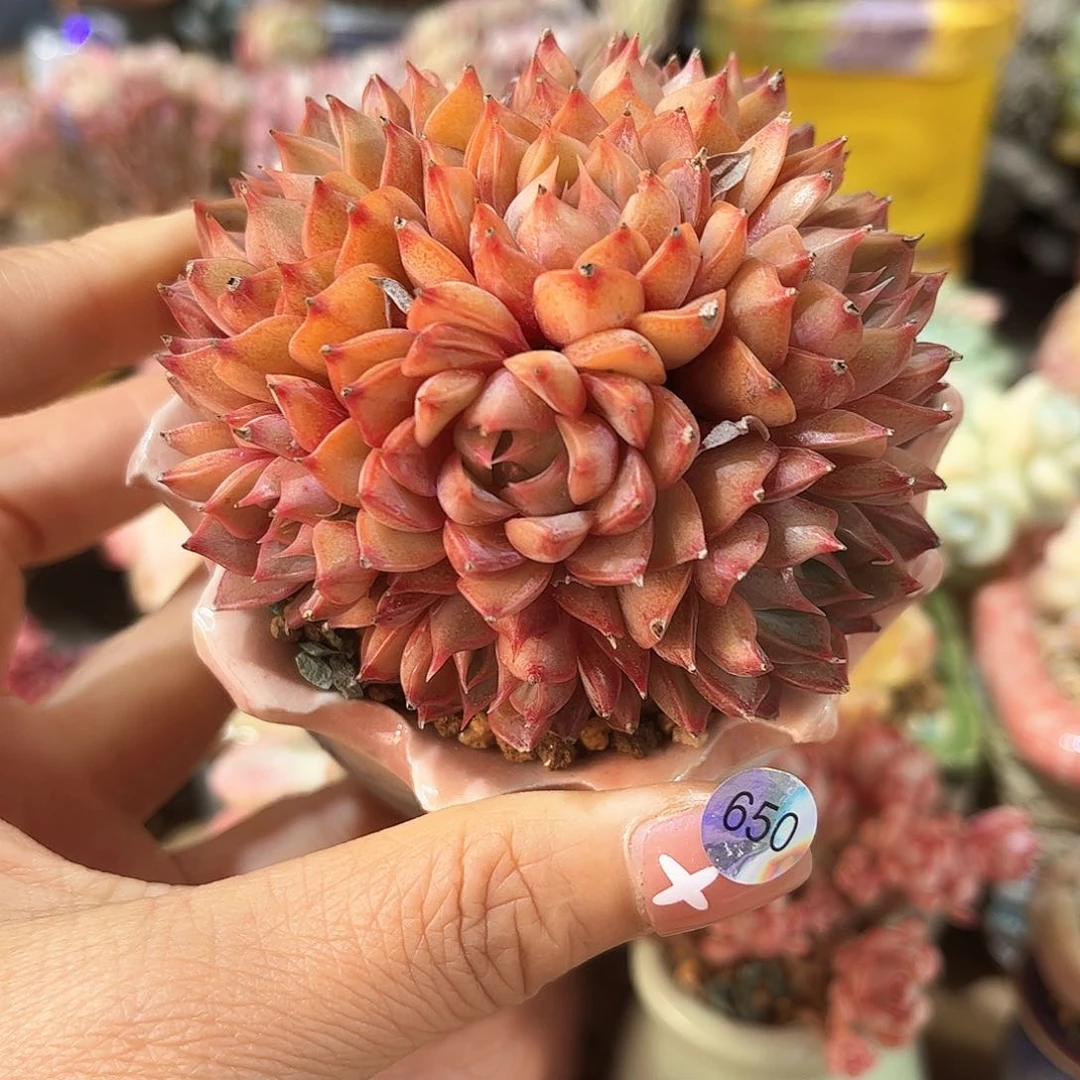 650多肉含盆土39元包邮除偏远