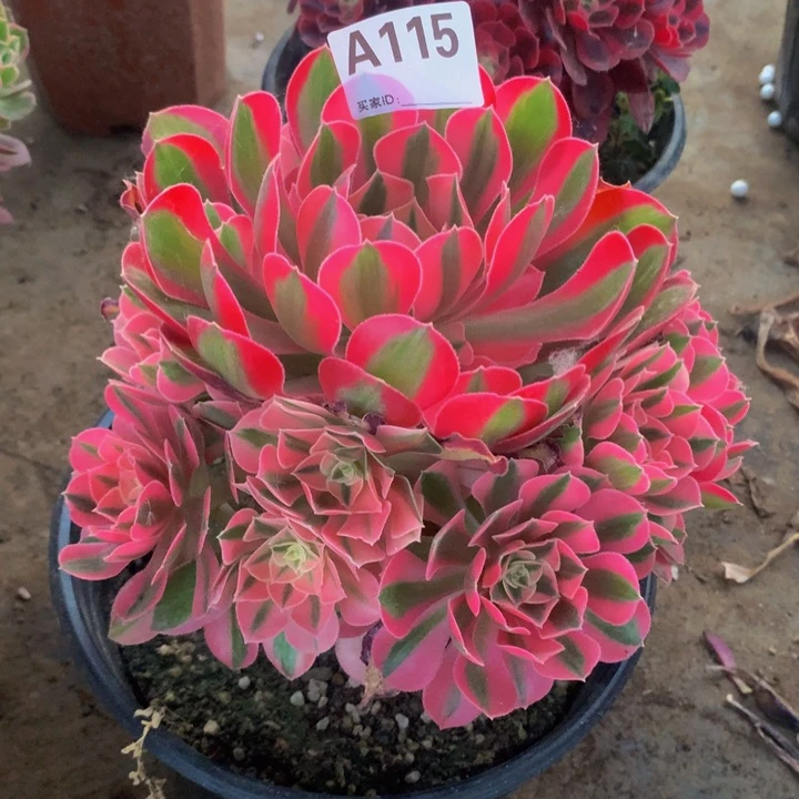 全部花朵115粉女巫