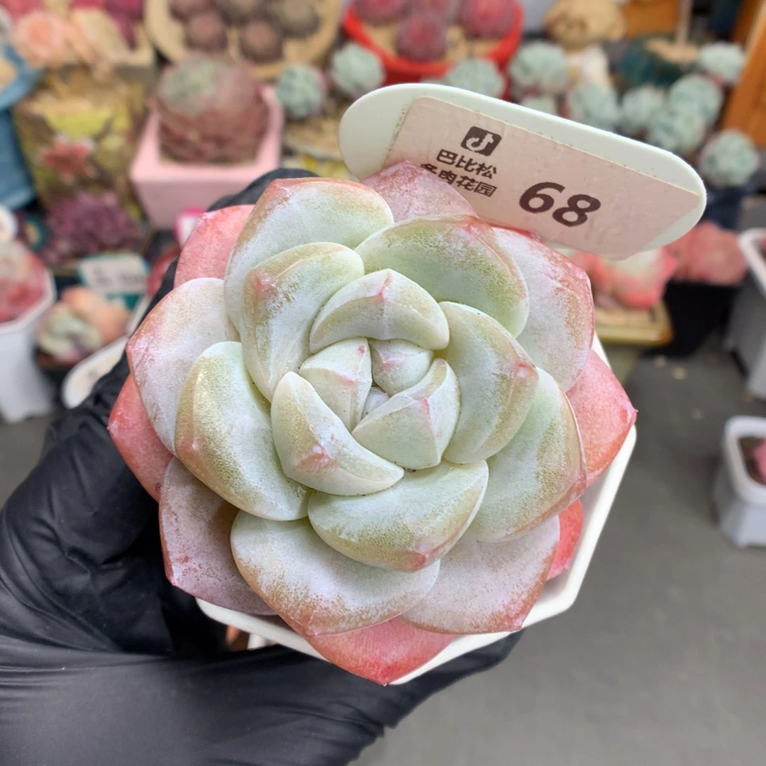 68 粗腿肥肥子冰玉