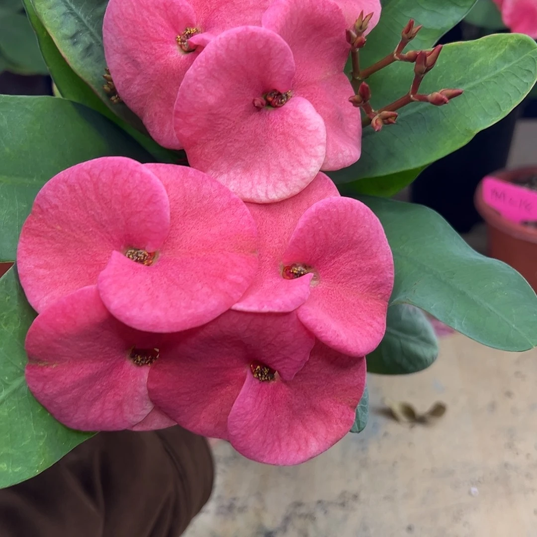 278泰国大花虎刺梅