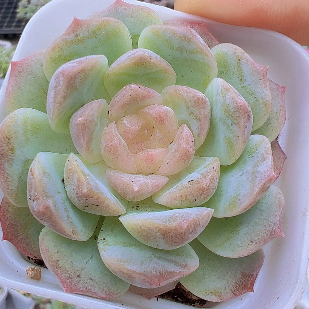 梦幻泡影白盆发货多肉