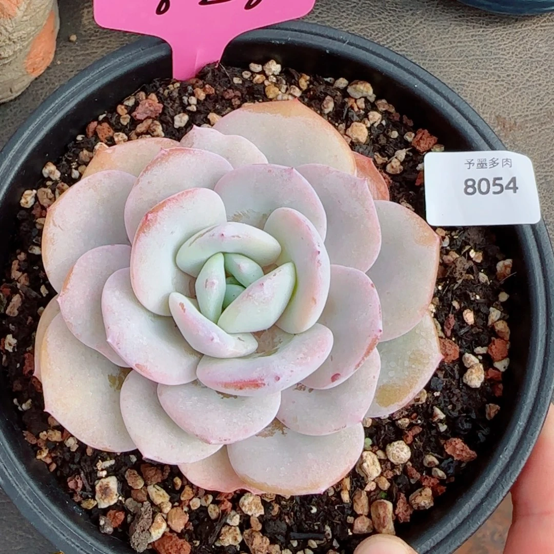韩版奶茶粗桩，8054多肉植物
