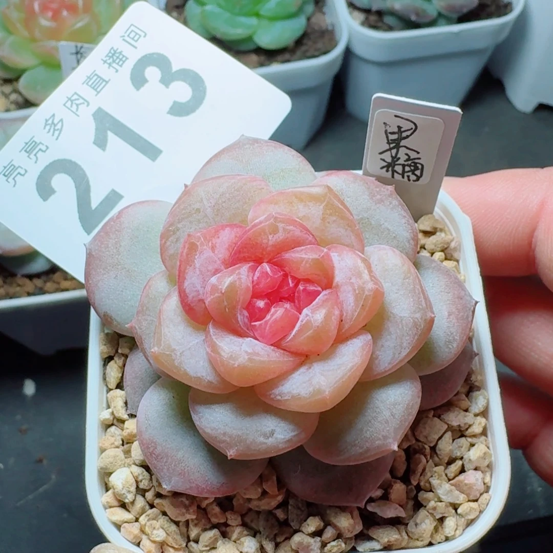 绝***鹿果糖            精美多肉植物