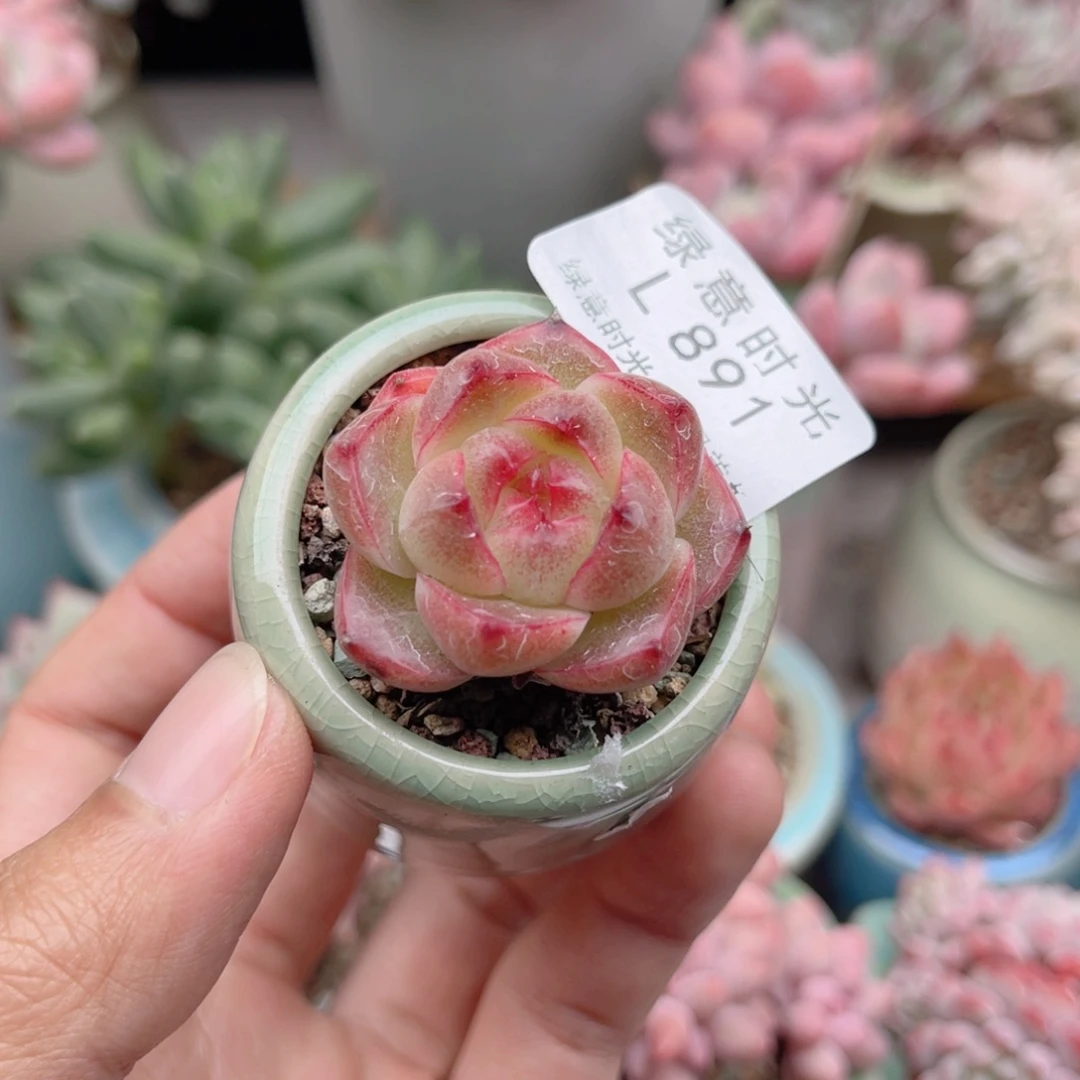 891 Q麦。带陶瓷盆发货 一物一拍