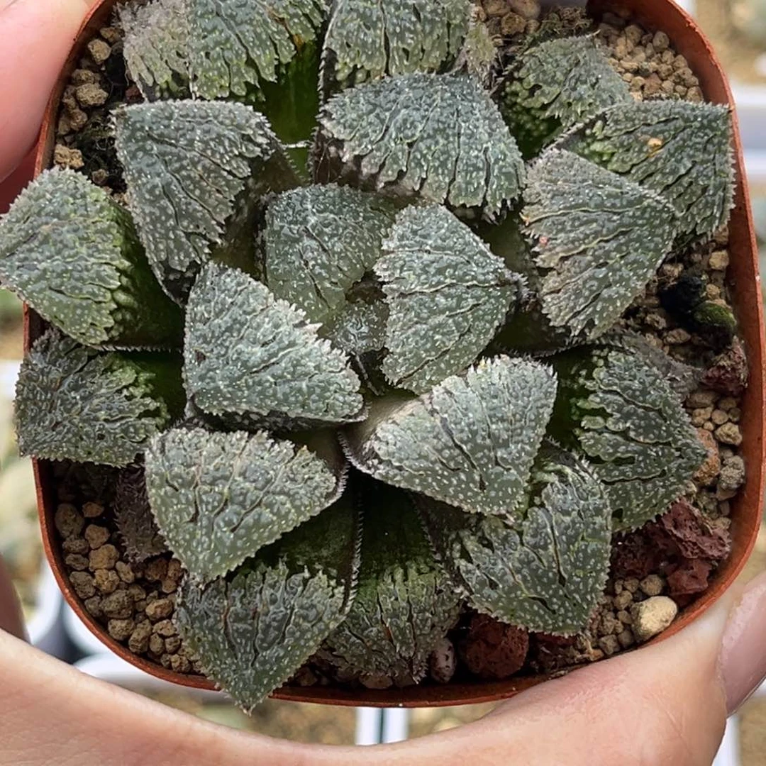 33具味城十二卷多肉