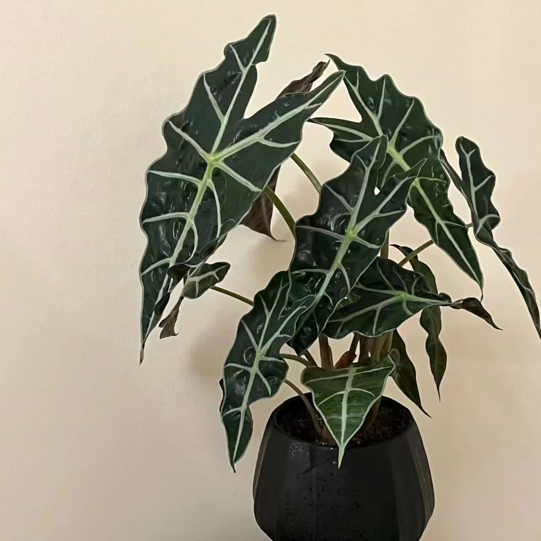 大仙女海芋进口稀有北欧室内观叶植物热带绿植盆栽好养