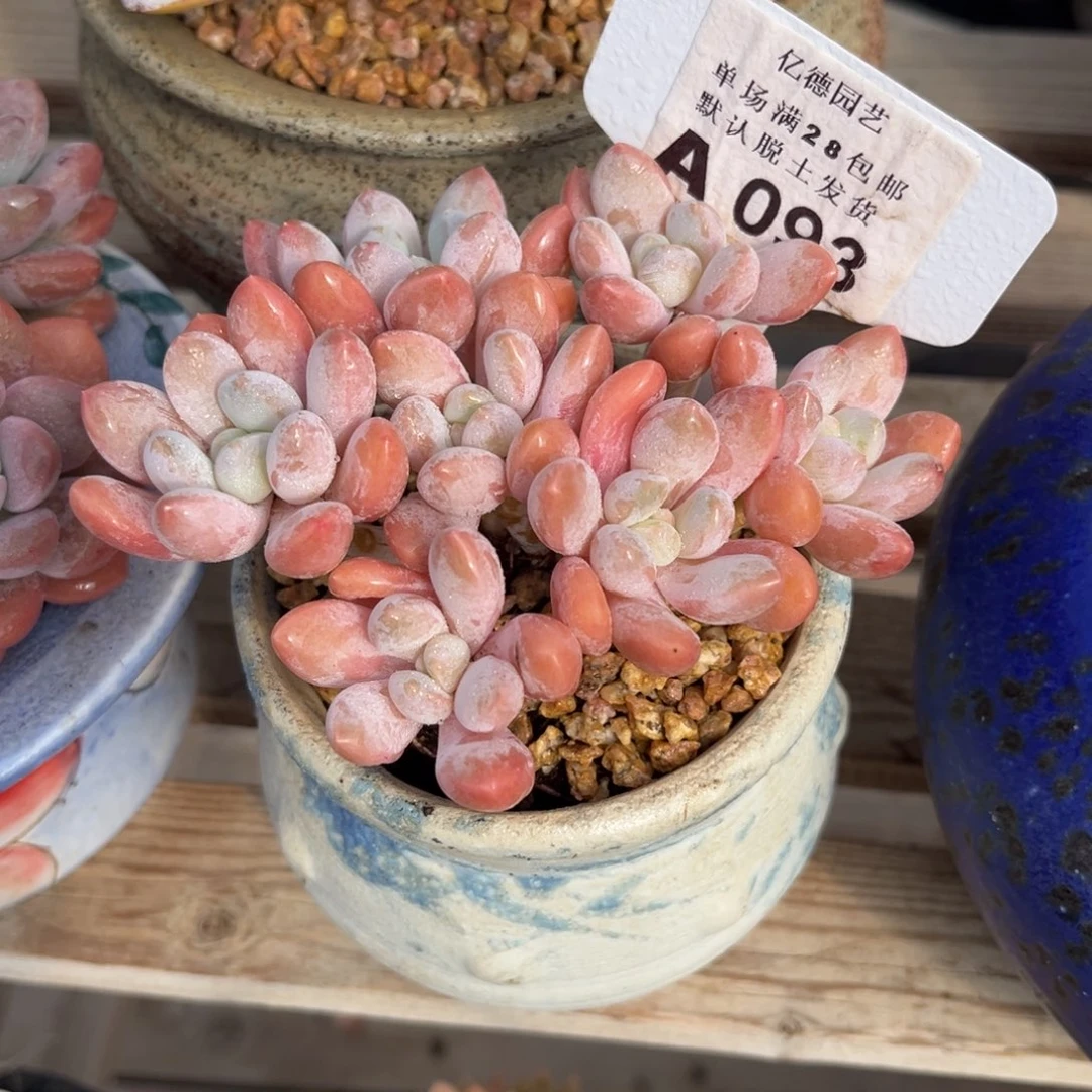 杂交gongyehejinnv
