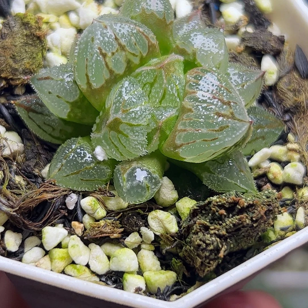 冰葵巨大化十二卷十二