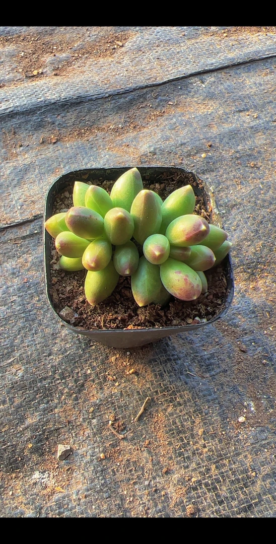 65陨石双头（满9.9包邮）