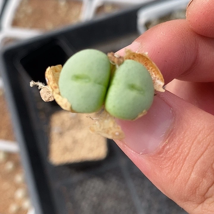 936大型紫花饼一颗