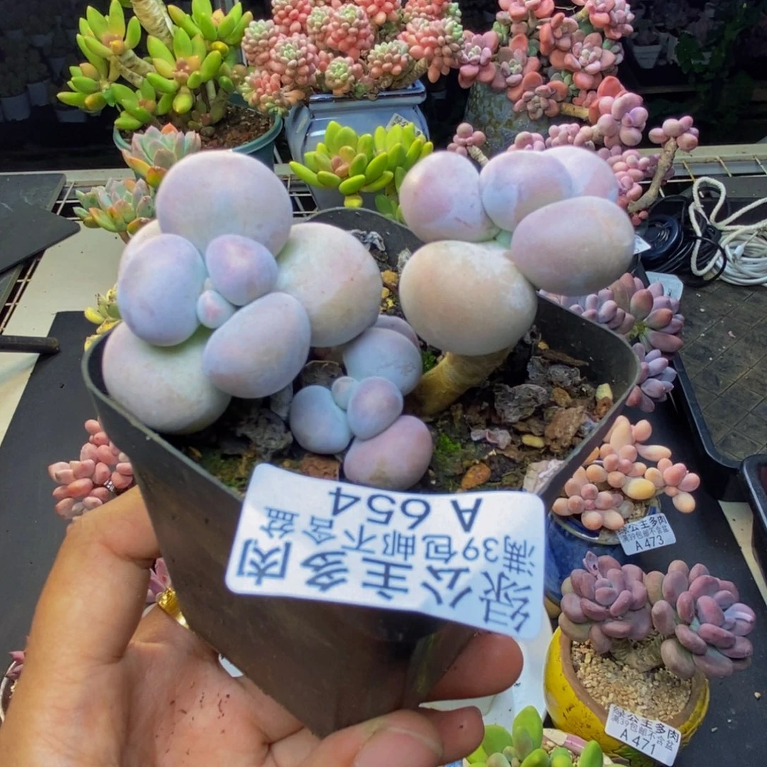 654芭比奶多肉5c m