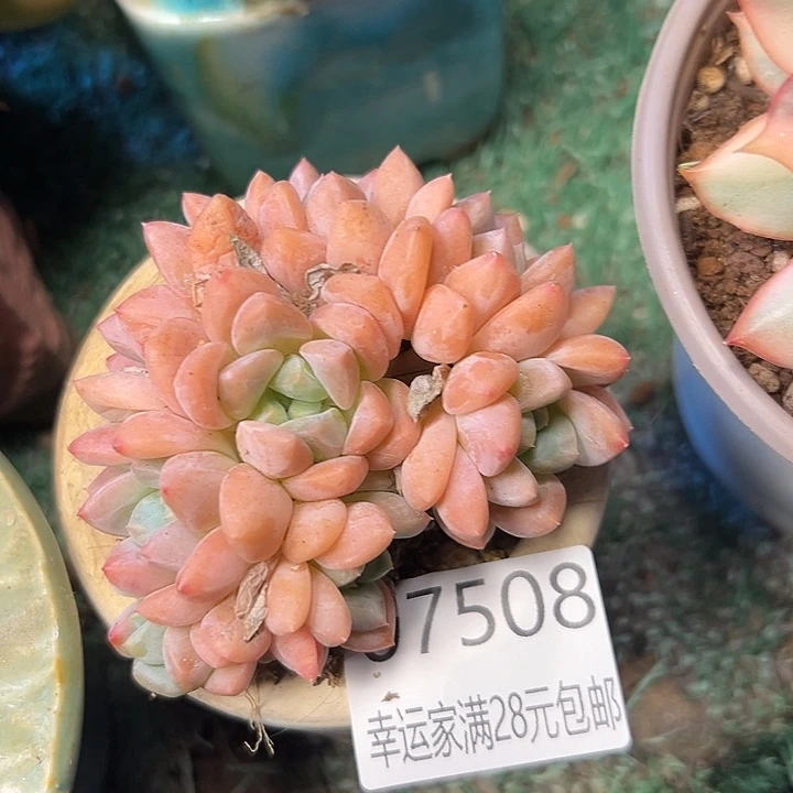 幸运儿的一个小秘密就是