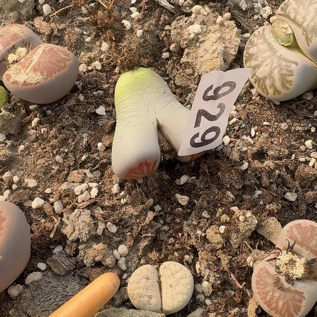 丶***卉生石花一物一拍929