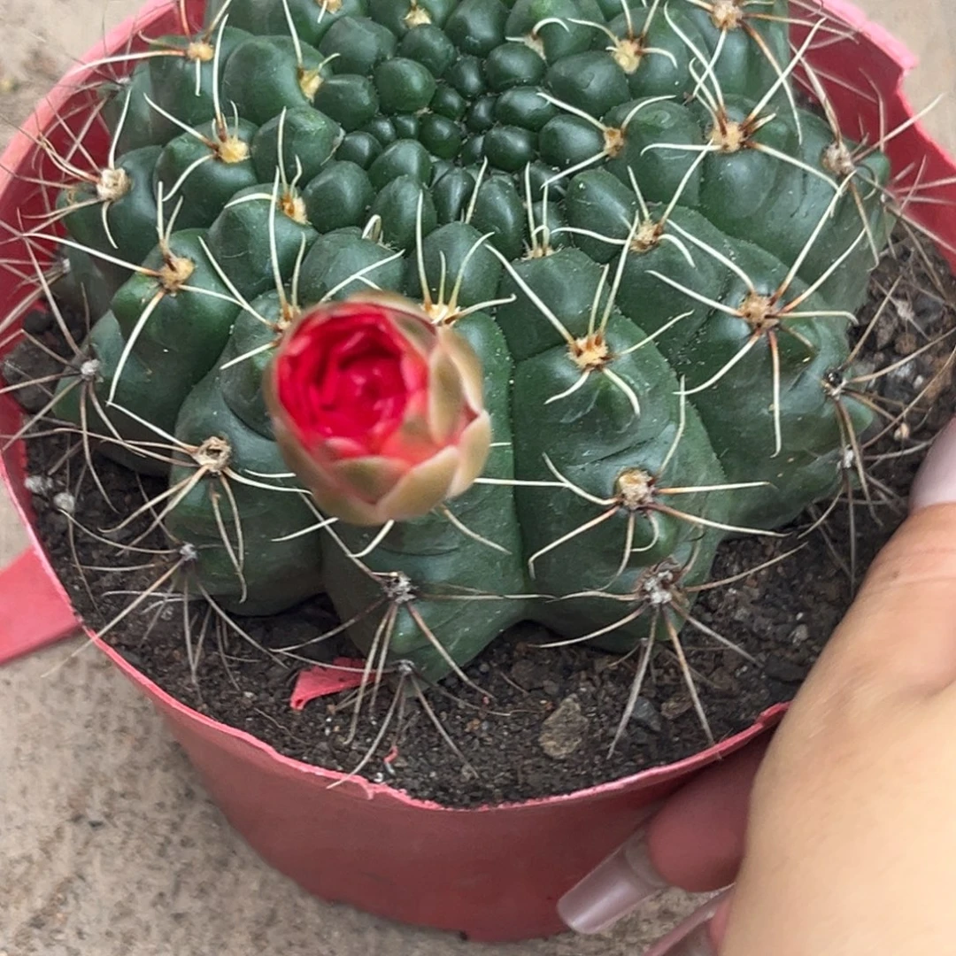 小***唧实生绯花玉仙人球1