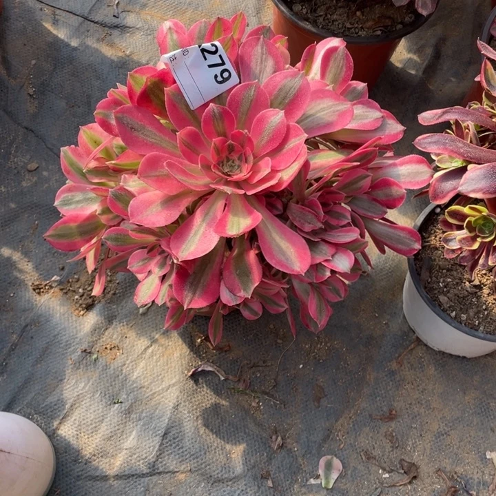 多肉粉女巫优选法师279