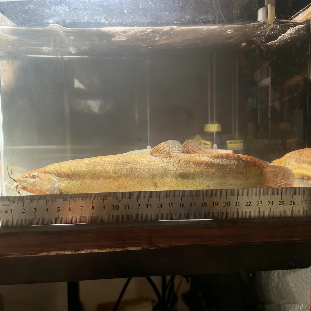 悦恒鱼苗灵宠 堕龙 巨型大泥鳅20+厘米 已训化好，不怕人