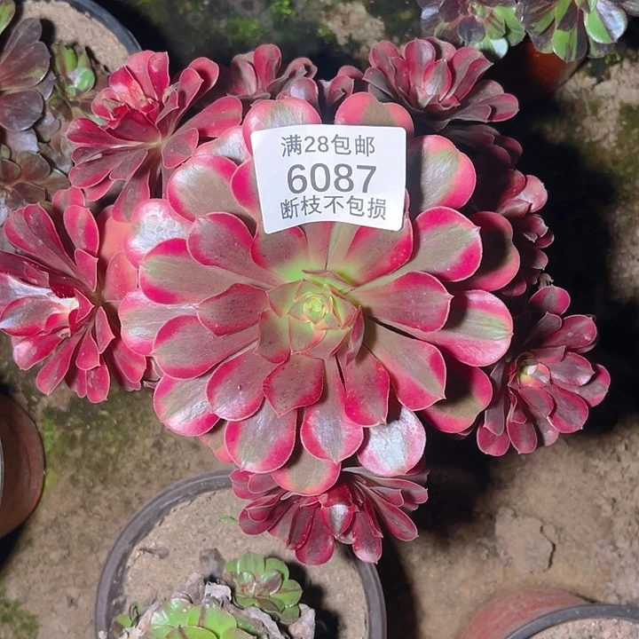 6087美杜莎多肉植物
