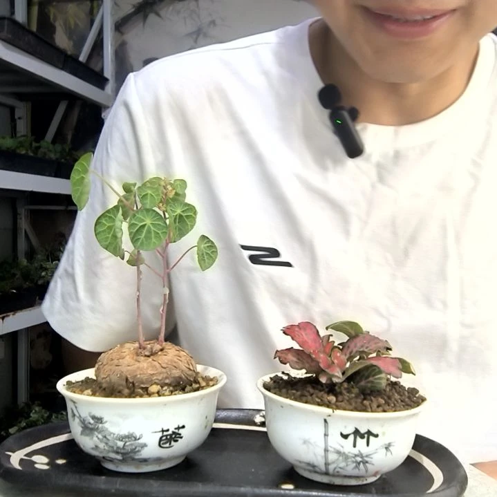 无花朵希****吖中青园艺292