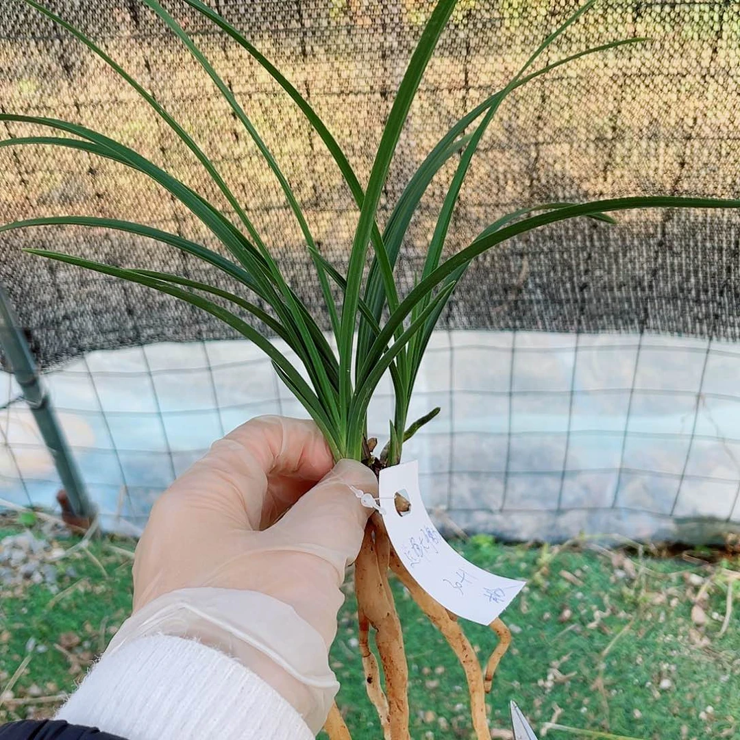 选***力完全开放兰花老化