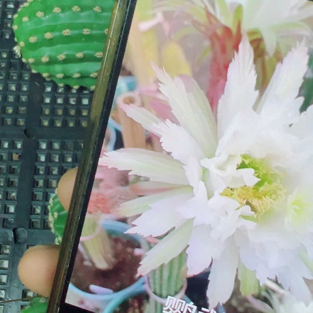 毛花柱 鹦鹉 侧芽 6厘米 满20包邮