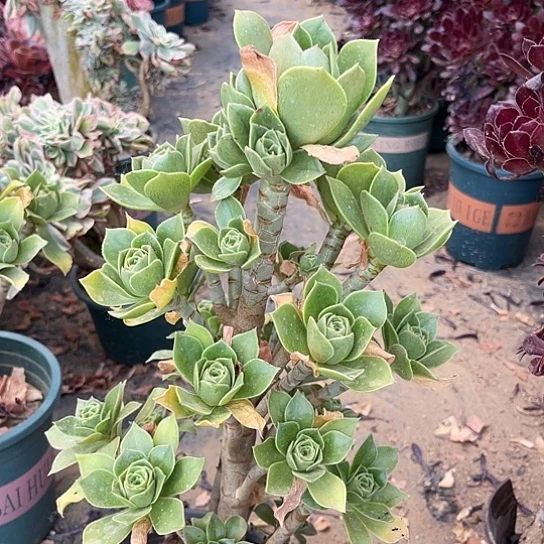 多肉植物香覆157号