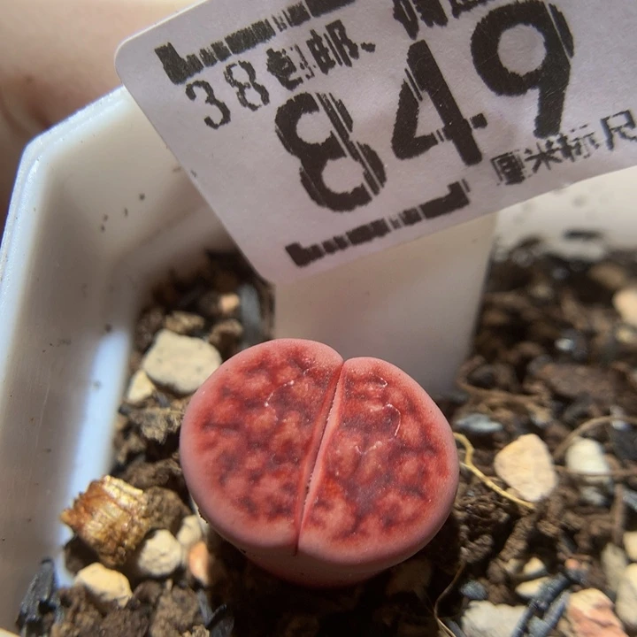 zzz精品生石花849