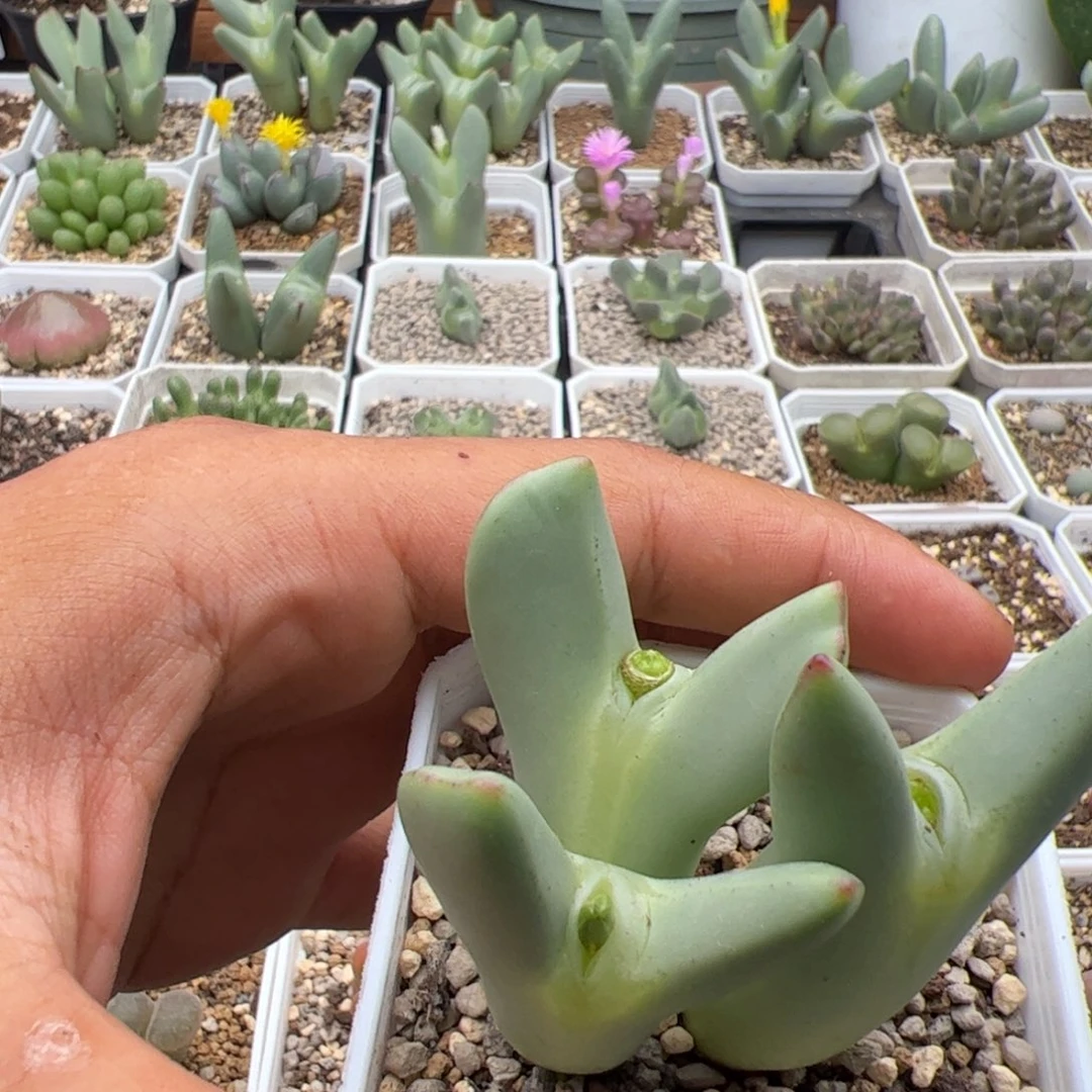 困****9.23皮卡丘多肉植物组合195