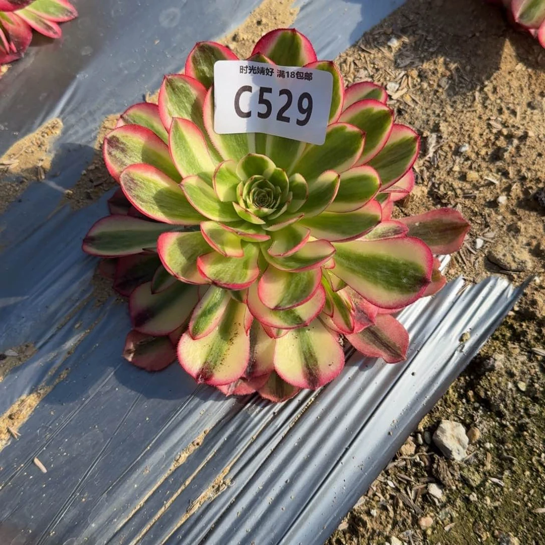 明*妈528 529倾城多肉植物