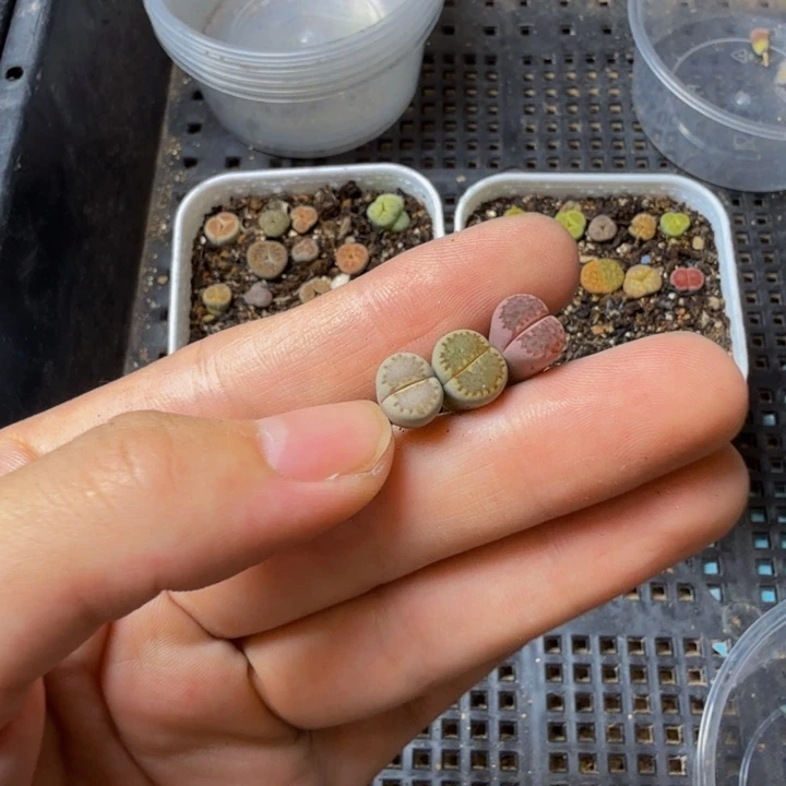 胡***兔多肉植物的生长480
