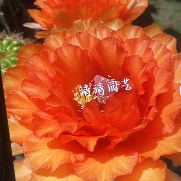 清清3-28侧牙瑕疵有黑点