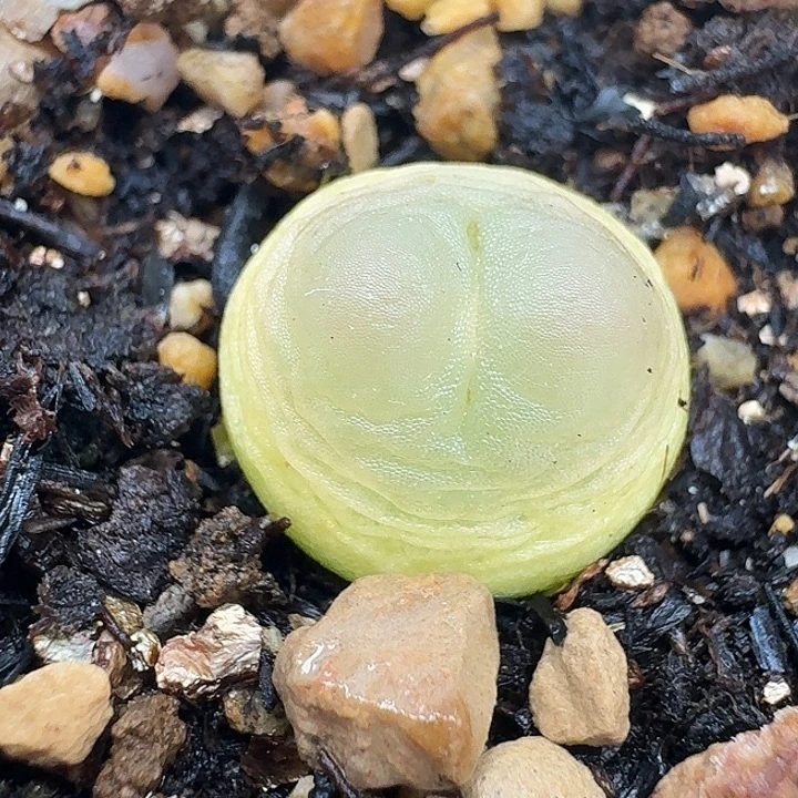 老马生石花1.3拉登938