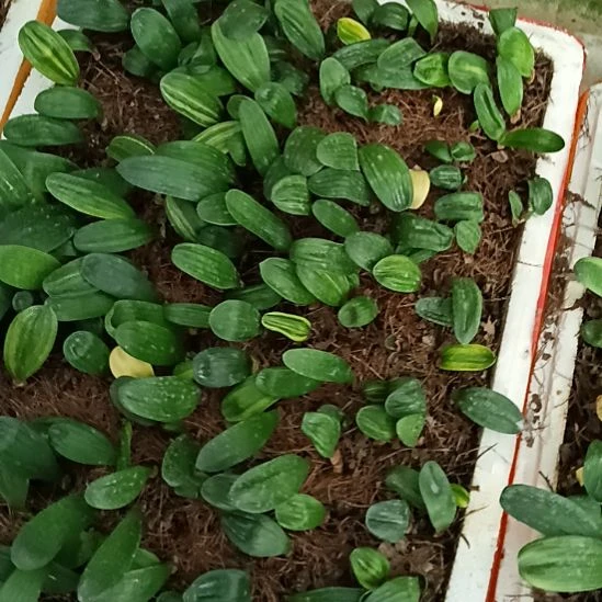 无花朵特色花卉君子兰小苗